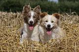 BORDER COLLIE 1072